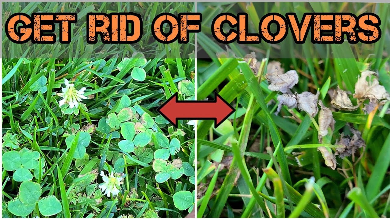 will fertilizer get rid of clover