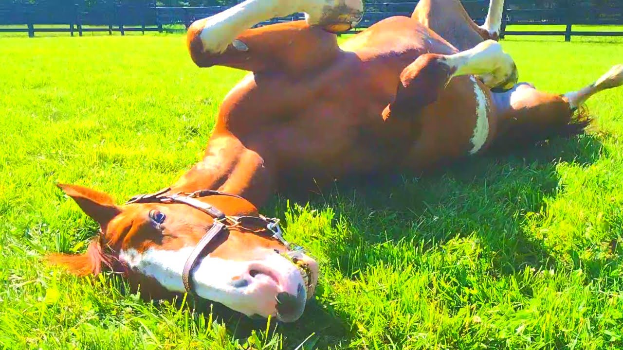 will fertilizer hurt horses