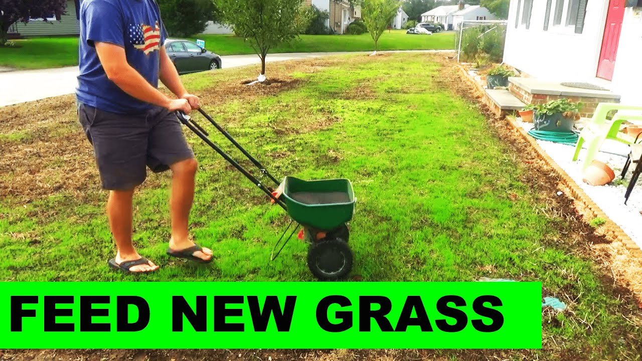 will lawn fertilizer kill grass seed