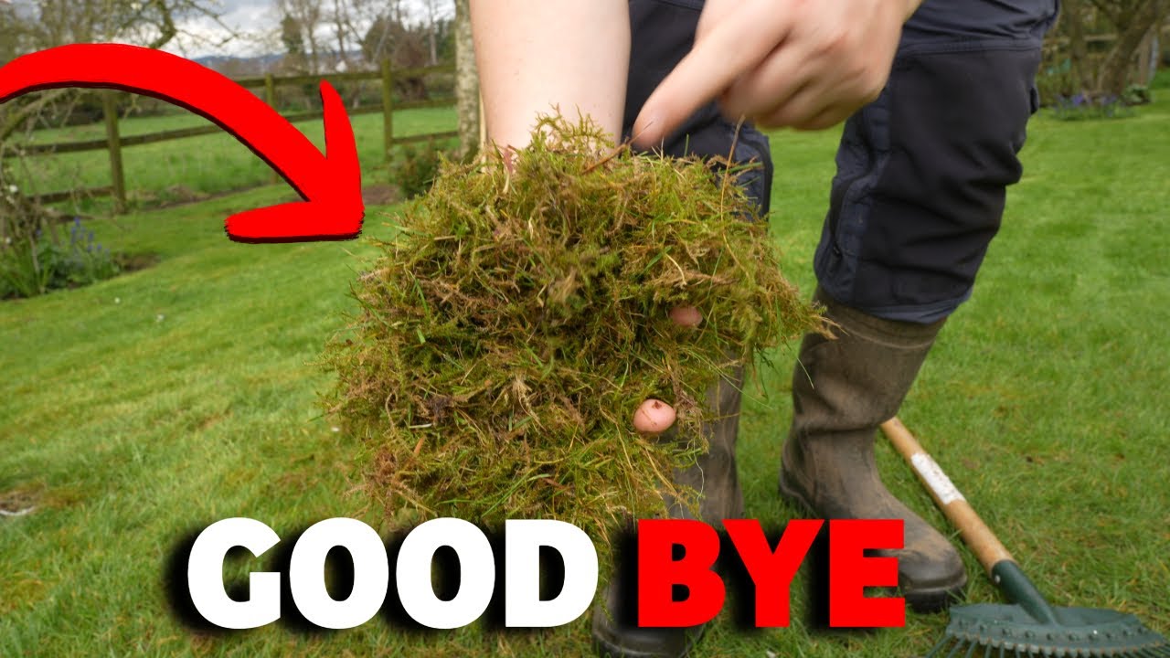 will lawn fertilizer kill moss