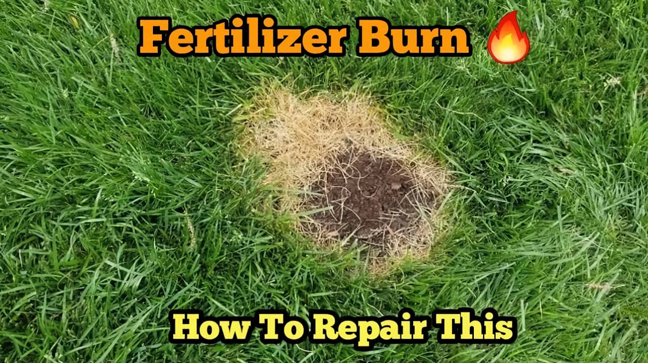 will lawn recover from fertilizer burn