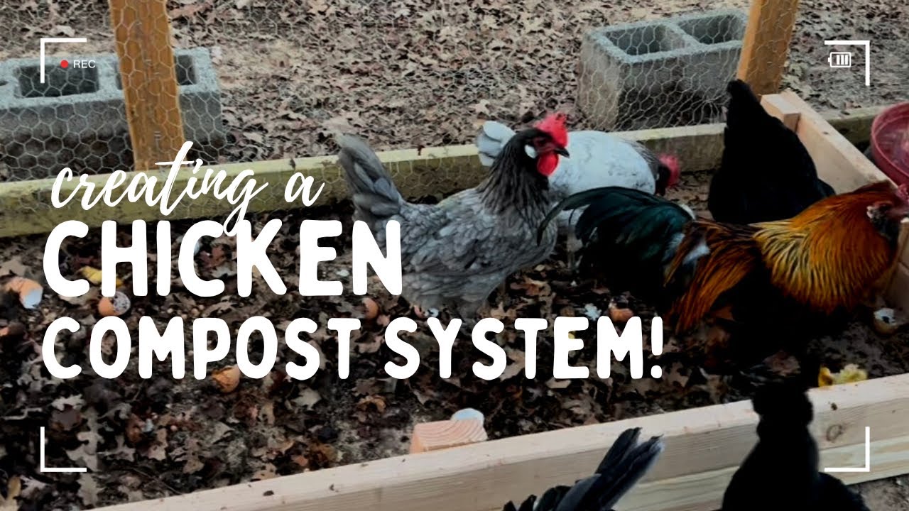 Schnellste Kompostierung von Hühnermist