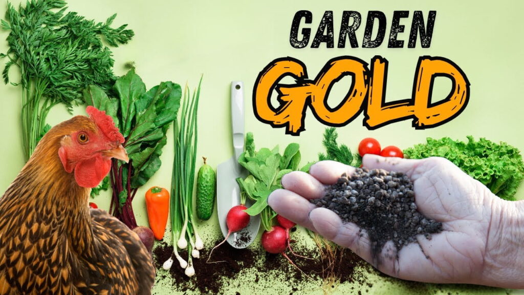 tavuk gübresi̇ i̇yi̇ bi̇r gübre mi̇di̇r