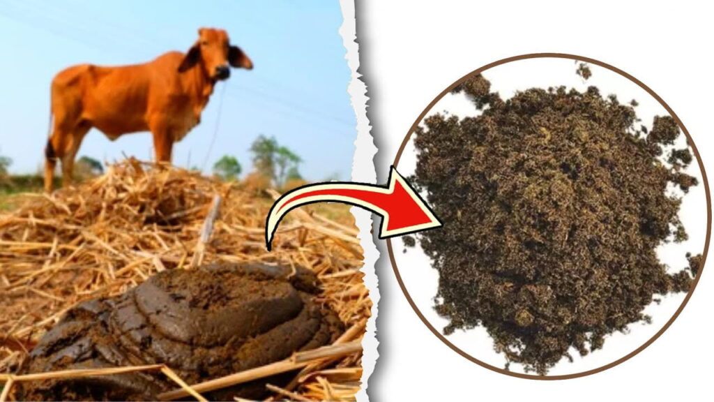 является ли коровий навоз хорошим удобрением