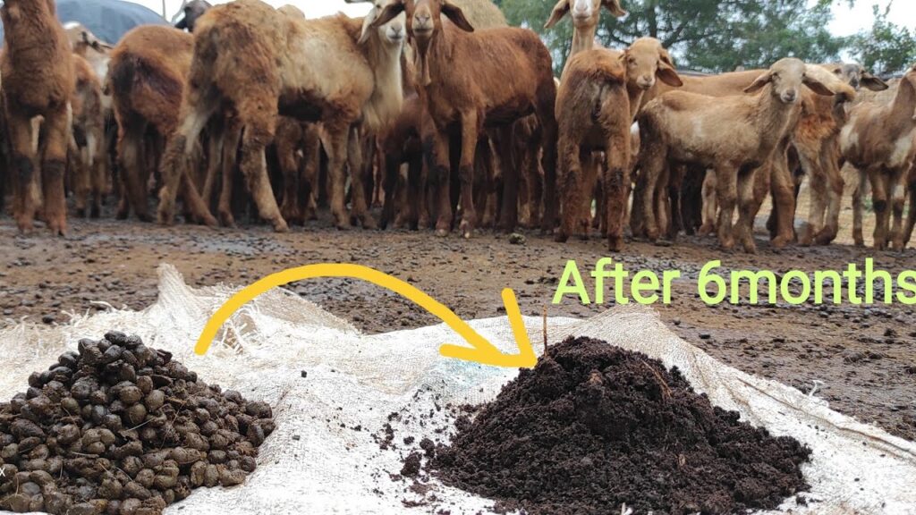 is sheep manure a good fertilizer