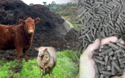Animal Manure to Fertilizer