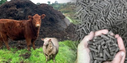 Animal Manure to Fertilizer