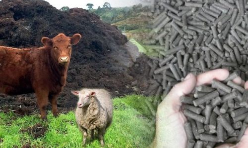 Animal Manure to Fertilizer picture Animal Manure to Fertilizer