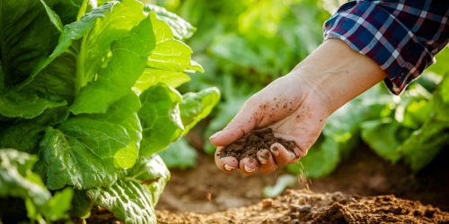 Enhance Soil Health