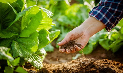 Enhance Soil Health