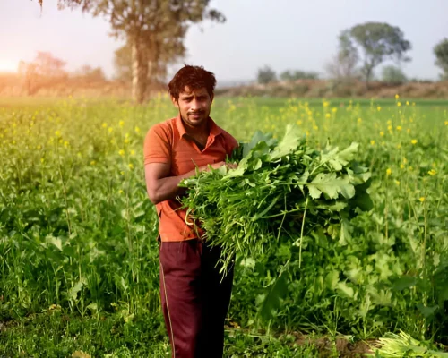 local farmer organic fertilizer solution crop yield increased local farmer organic fertilizer solution crop yield increased